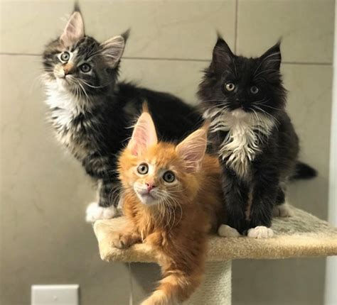 At Ma Melody's, you will find quality-bred, <strong>Maine Coon kittens</strong> available for sale year round. . Free maine coon kittens near florida orlando